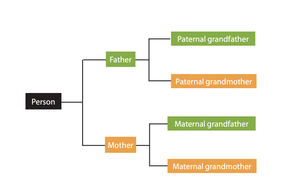 Example of a pedigree chart for genealogy