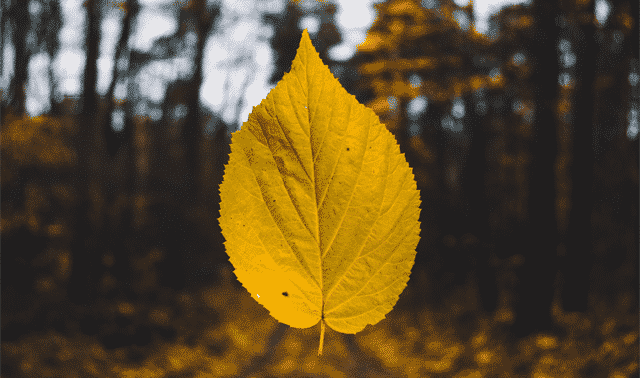 Get The Most Out of Ancestry.com's Leaf Hints