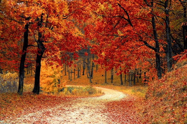 dirt road surrounded by trees with red leaves